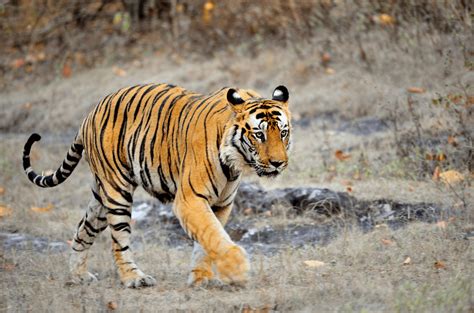 Bandhavgarh Mishra Tours & Travels and jungle safari
